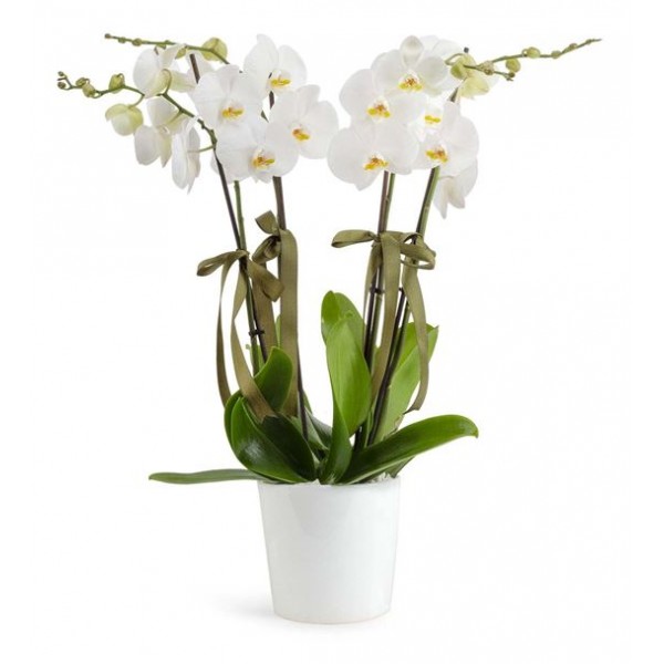 (Mgl-240) 4'lü Orkide